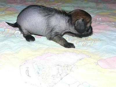 Čínský chocholatý pes