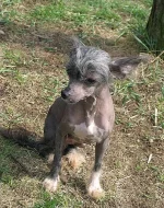 čínský chocholatý pes - naháč