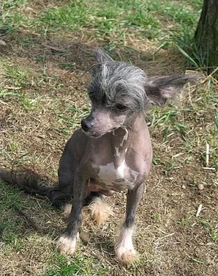 čínský chocholatý pes - naháč