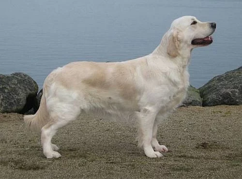 Štěňátka Zlatého retrievera v CHS Golden Cheer