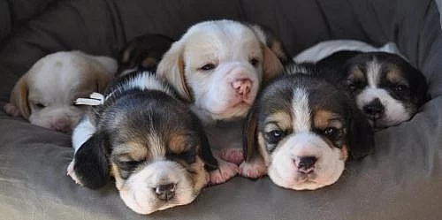 Prodám štěňata beagle s PP