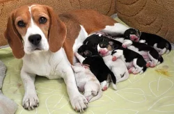 Prodám štěňata beagle s PP