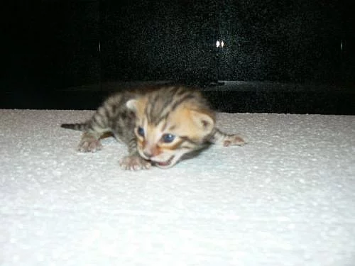 Koťátka bengálské kočky 