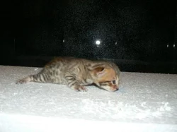 Koťátka bengálské kočky 