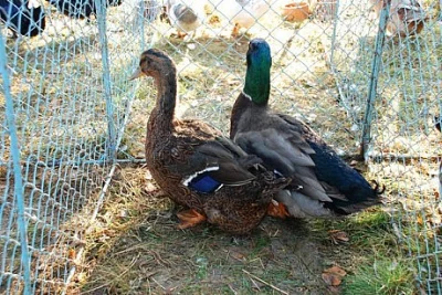 KÁČATA KACHNY RUANSKÉ