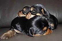 Jorkšír (jorkšírský terier, Yorkshire Terrier)-ště