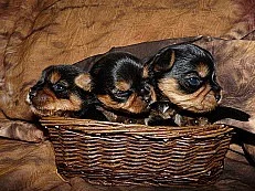 Jorkšír (jorkšírský terier, Yorkshire Terrier)-ště