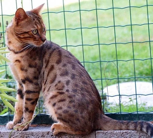 Bengalský kocour ke krytí