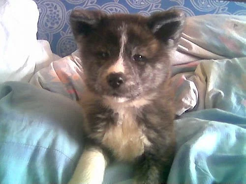 Akita-Inu