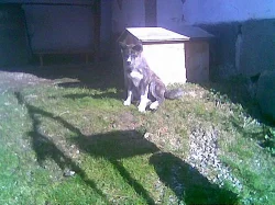 Akita-Inu