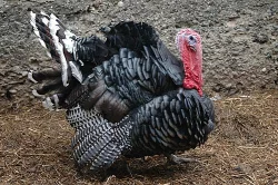 Chovné krůty a krocany