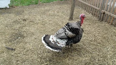 Chovné krůty a krocany