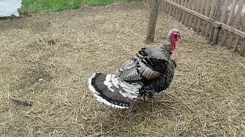 Chovné krůty a krocany