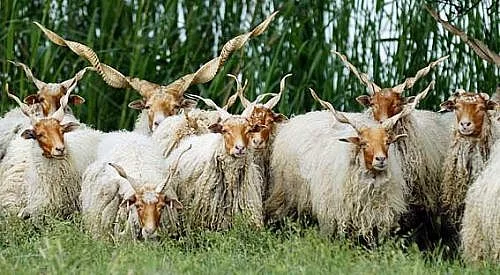 Hortobagy ovce Racka