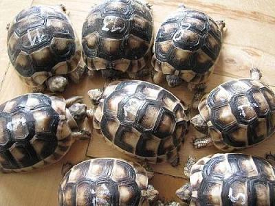 Suchozemská želva - krásný dárek pro děti