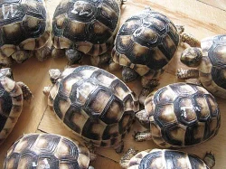 Suchozemská želva - krásný dárek pro děti