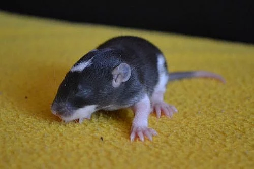 Potkaní prcci k odběru - celá ČR