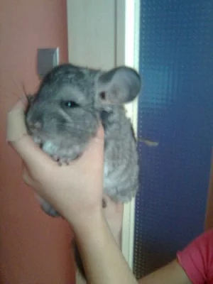 2 mladata činčil standart-samicky