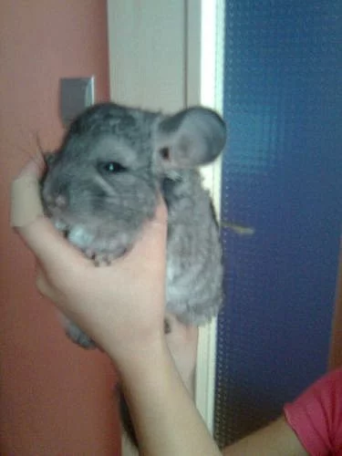 2 mladata činčil standart-samicky