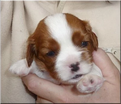 Kavalír King Charles Spaniel s PP