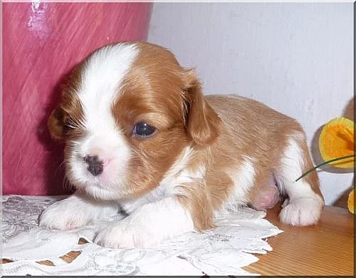 Kavalír King Charles Spaniel s PP