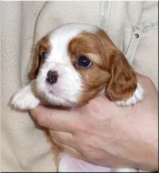 Kavalír King Charles Spaniel s PP