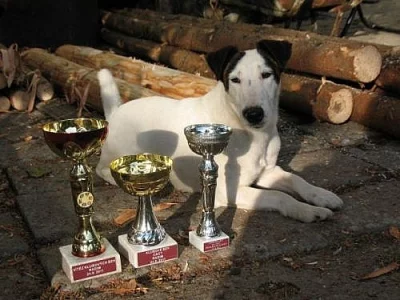 Foxterier hladkosrstý