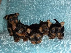 Jorkšírský terier - štěňátka bez - pp