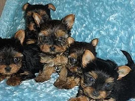 Jorkšírský terier - štěňátka bez - pp