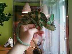 Chameleón