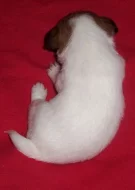 Jack Russell terier s PP