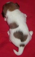 Jack Russell terier s PP