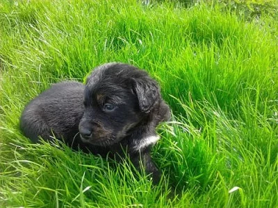 Darujeme krásná štěňata