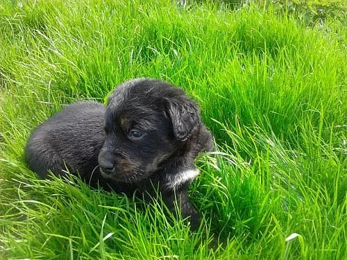 Darujeme krásná štěňata