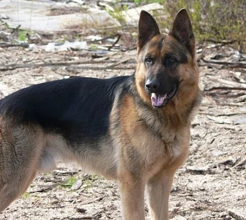 Německý ovčák bez PP