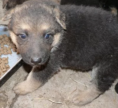 Německý ovčák bez PP