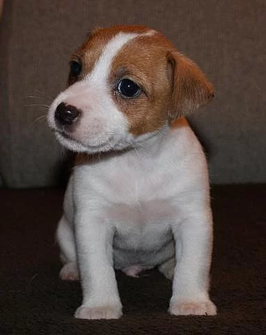 Jack Russell Terrier s PP