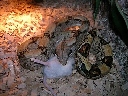 Boa constrictor imperator Honduras 1,0