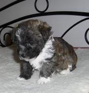 Ruská barevná bolonka s PP