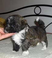 Ruská barevná bolonka s PP