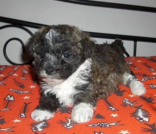 Ruská barevná bolonka s PP