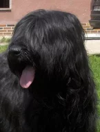 Briard - štěňata s PP