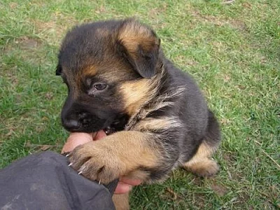 Prodám krásná štěňata NO s PP