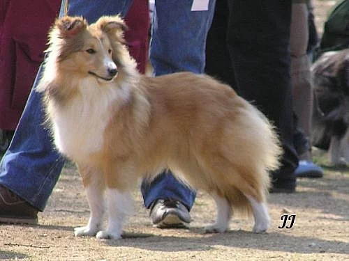 Šeltie zlatá št. s PP