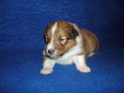 Šeltie zlatá št. s PP