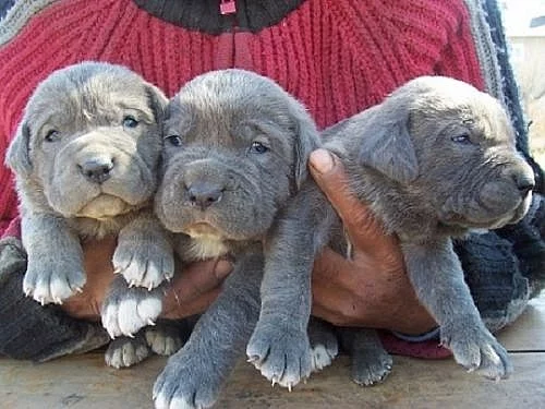 cane corso štěnátka