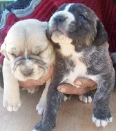 cane corso štěnátka