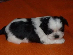 Shih tzu