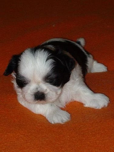 Shih tzu