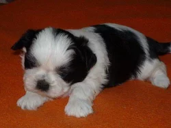 Shih tzu